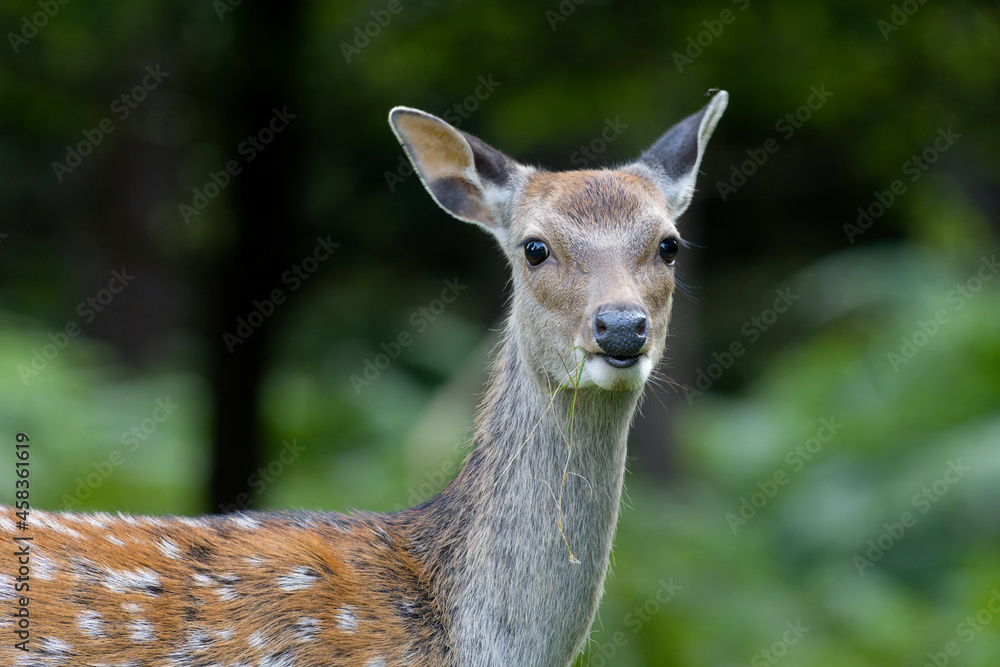 Canvas Prints sika deer, cervus nippon