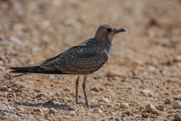 Side profile of Pratincole (Glareola pratincola) with collar perched on gravel road