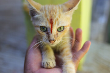 Orange kitten on hand looking at to the camera