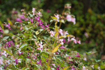 Obraz premium The first signs of autumn in the Monticolo Forest in Italy's South Tyrol.