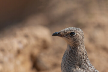 Side profile of Pratincole (Glareola pratincola) with collar perched on gravel road