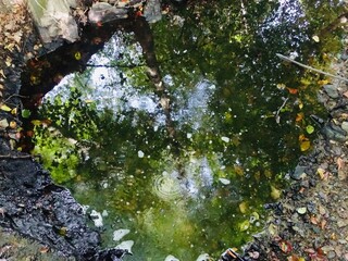 reflection in forest 