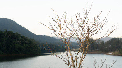 árvore de galhos secos em paisagem com montanhas e lago