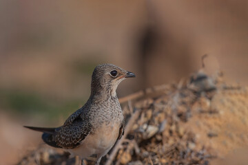 Side profile of Pratincole (Glareola pratincola) with collar perched on gravel road