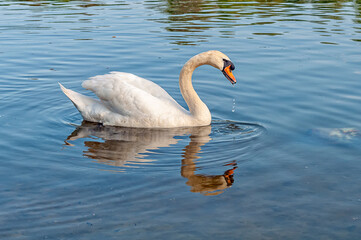 Swan On a river in Serbia. A close up of a Swan in river