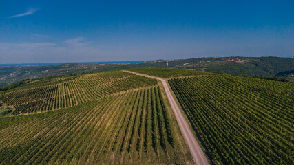 Fototapeta na wymiar Aerial view of Tractor path leading through the grapevine field with fresh vines sprouting from the ground. Early morning view of a grape field.