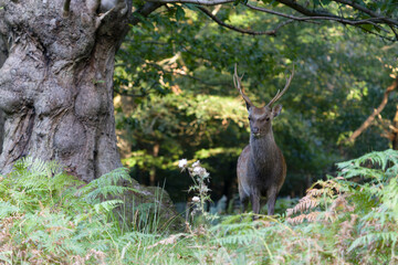 Sika deer, Cervus nippon