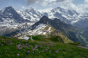 Switzerland, Panoramic view on Eiger, Monch and Jungfraujoch and green Alps around Mannlichen with...