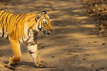 Fototapeta na wymiar Tiger Crossing The Trail