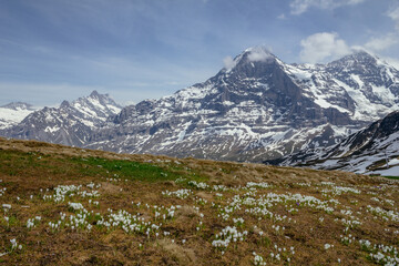 Fototapeta na wymiar Switzerland, Panoramic view on Eiger, Monch and Jungfraujoch and green Alps around Mannlichen with spring flowers
