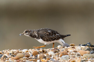 Turnstone, Arenaria interpres