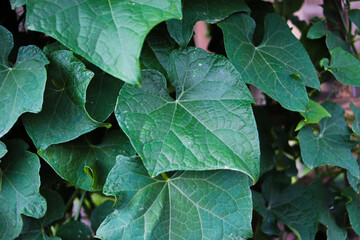 Close-up view of Chayote leaves (Sechium edule also known as mirliton, güisquil, pipinola, choko, Labu siam, and jipang) in the garden