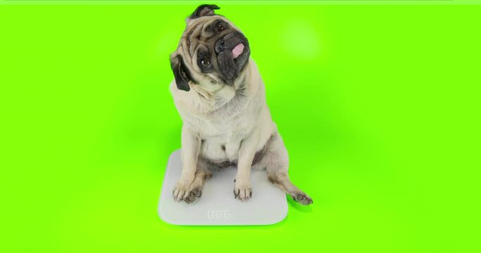 Cute, funny pug dog sitting surprised on the scales. Upset, amazed about overweight problem. Green screen, chroma key. Funny tilting head. Funny overweight pet concept