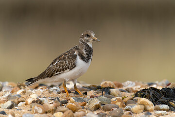 Turnstone, Arenaria interpres