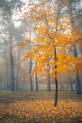 Fototapeta na wymiar Alone tree with yellow leaves in autumn forest