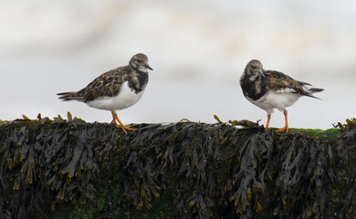 Turnstone, Arenaria interpres