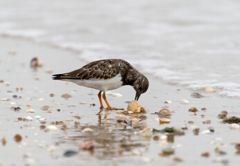Turnstone, Arenaria interpres