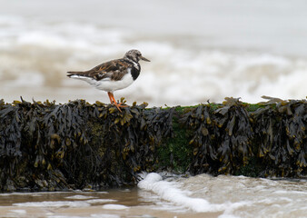 Turnstone, Arenaria interpres