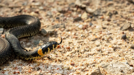 A snake with a tongue sticking out in the sand. Wildlife reptile close-up