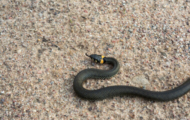 Writhing snake in the sand. Wildlife reptile close-up