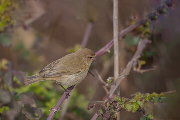 Common Chiffchaff (Phylloscopus collybita) perched on a thorny branch