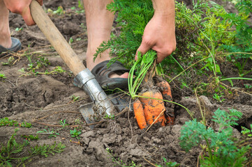 Collecting carrots in the garden in village. Close up of body part of gardener with shovel during work