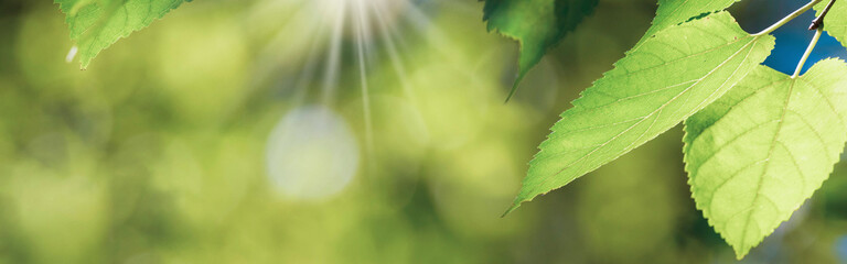 バナーサイズに切り抜いた新緑の画像