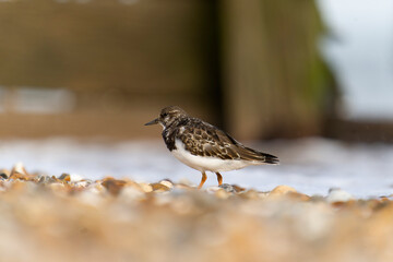 Turnstone, Arenaria interpres