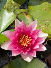 Nymphéa rose