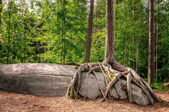 Tree grows on large stone with roots covering rock