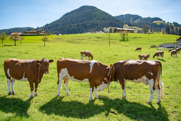 Naklejka na ściany i meble Beautiful swiss cows. Alpine meadows. farm.