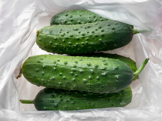 Ripe fresh cucumbers in a cellophane bag close-up. Healthy food, vegetarian