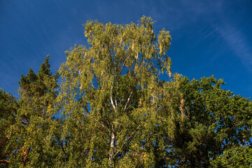 Fototapeta na wymiar Birch trunks and branches with green and yellow leaves in the autumn day.
