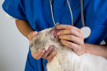 cat with red sore ear close up. dermatological problems and allergies in pets