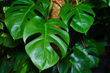 Fototapeta na wymiar Monstera thai constellation with motley beautiful foliage of tropical plants. Beautiful and unusual leaves of variegated monstera against the background of other green plants and branches.