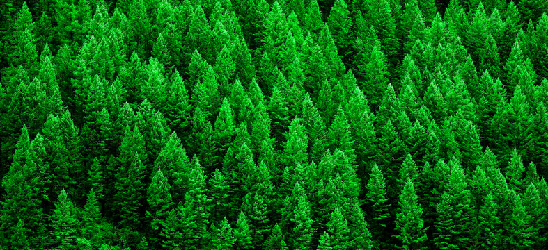 Lush Green Pine Forest of Trees Mountainside Wilderness Environment