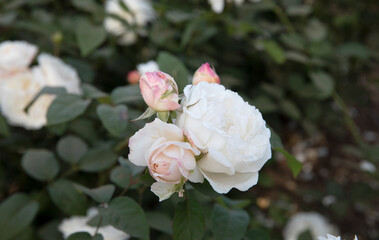 White roses blooming in the park. Closeup view of Rosa Winchester Cathedral light pink flower buds and flowers of white petals, blossoming in the garden.