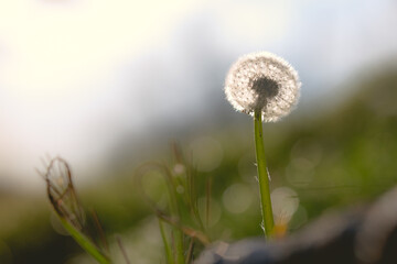 Lonely dandelion