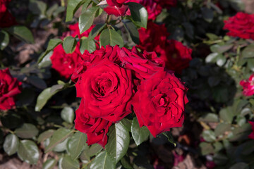 Floral. Closeup view of Rosa Niccolo Paganini flowers of red petals blooming in the garden in spring.	
