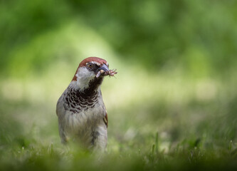 Hunting sparrow