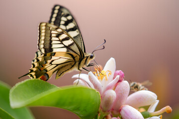 Papilio machaon on flower