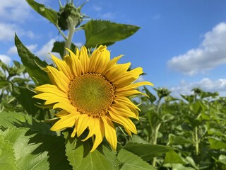 Tournesol