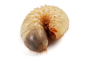 May beetle larvas, lat. Melolontha , Phyllophaga, isolated on white background