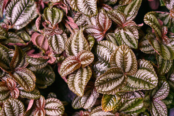 Green and pink leaves of pilea involucrata plant is plant that is sometimes cultivated, especially where there can be high humidity, such as in terrarium. Houseplant as a natural textured background