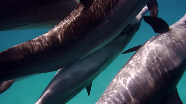 dolphins copulating underwater. Smart and beautiful cetaceans swim in their underwater home. Clear water of Red Sea in Egypt. Group of cute free bottlenose dolphins swim on a shallow reef.