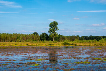 Fototapeta na wymiar Flooded Dutch polder area next to a dike overgrown with grass.