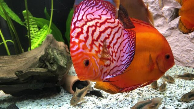 Blick auf Diskusfische, die im bepflanzten Aquarium schwimmen. Tropische Fische. 