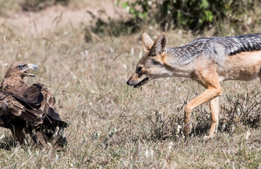 A Black backed Jackal and an Eagle. Taken in Kenya