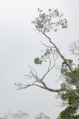 Foggy Hawaiian Forest