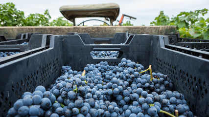 Willi Opitz Weingut